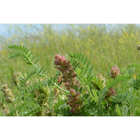 Astragalus cicer
