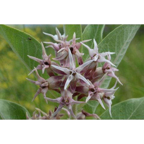Asclepias syriaca