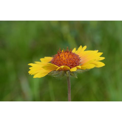 Gaillardia aristata