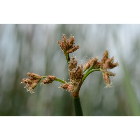 Schoenoplectus acutus