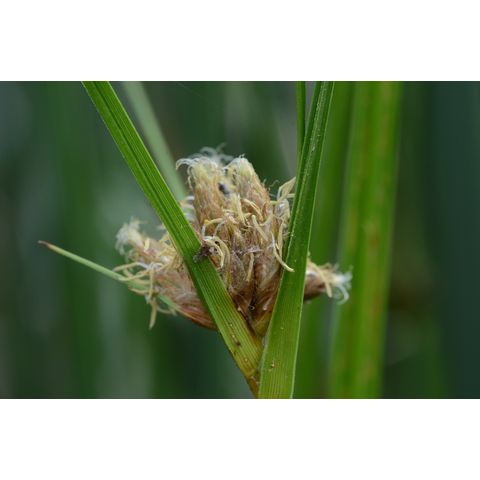 Schoenoplectus maritimus