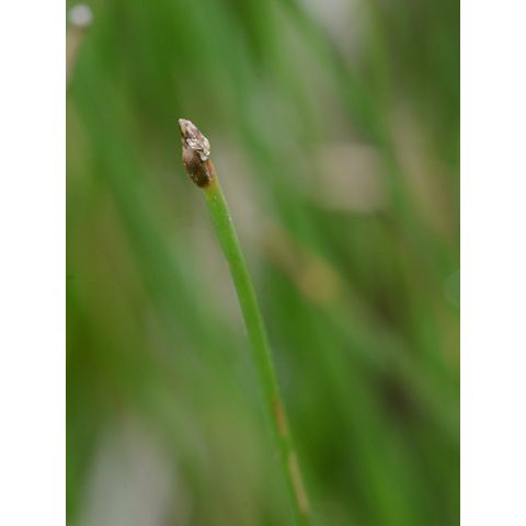 Eleocharis palustris