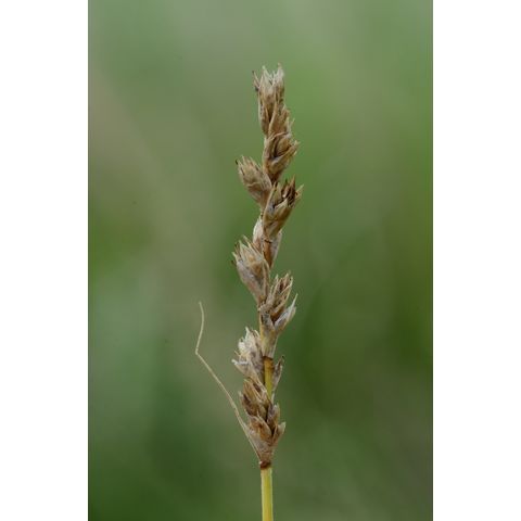 Carex praegracilis
