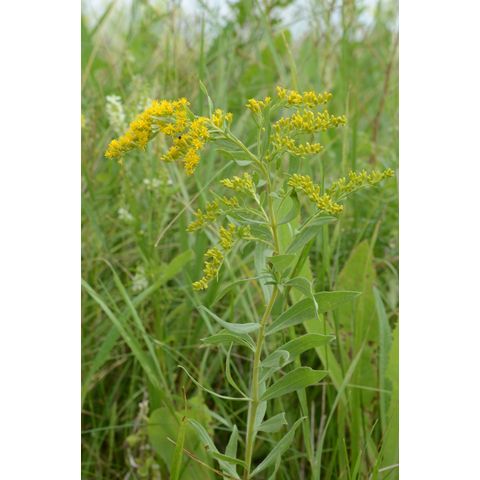 Solidago canadensis