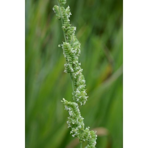 Beckmannia syzigachne