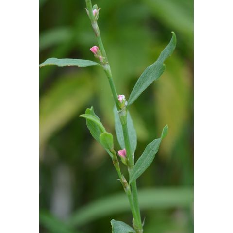 Polygonum aviculare