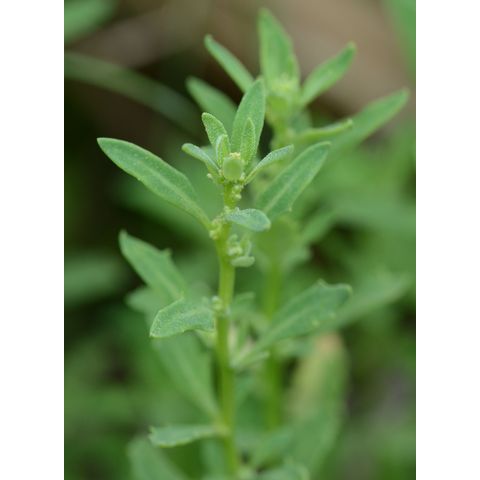 Chenopodium glaucum