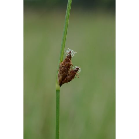 Schoenoplectus pungens