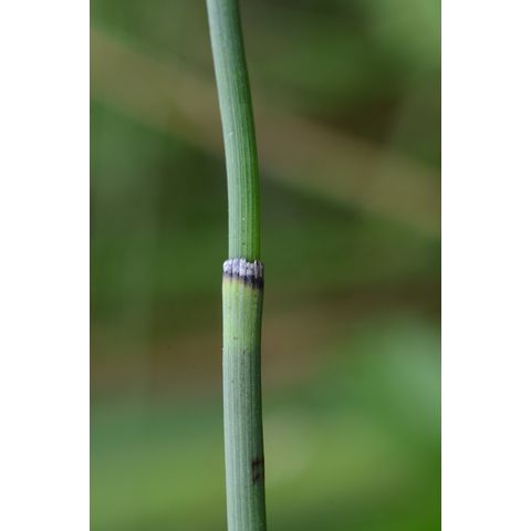 Equisetum laevigatum
