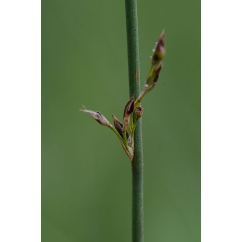 Juncus arcticus