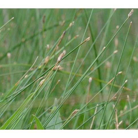 Eleocharis macrostachya