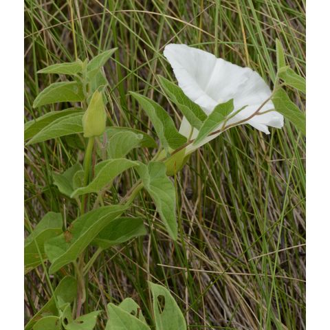 Calystegia macounii