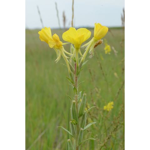 Oenothera villosa