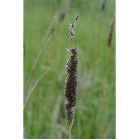 Alopecurus arundinaceus