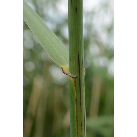 Phragmites australis