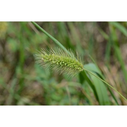 Setaria viridis
