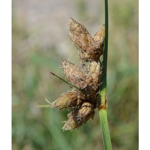 Schoenoplectus fluviatilis