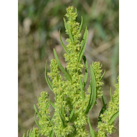 Rumex maritimus