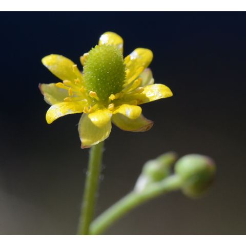 Ranunculus cymbalaria