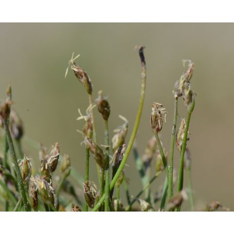 Eleocharis acicularis