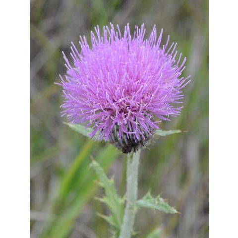 Cirsium flodmanii