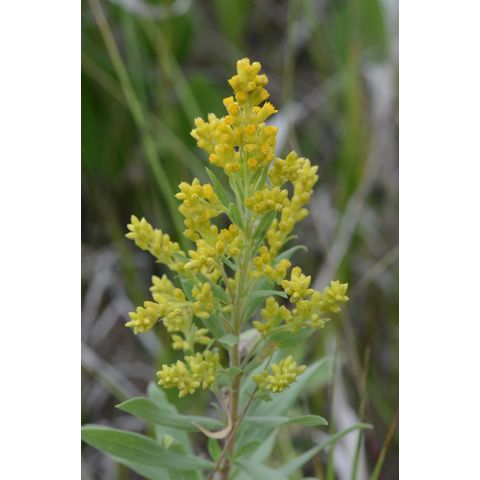 Solidago canadensis