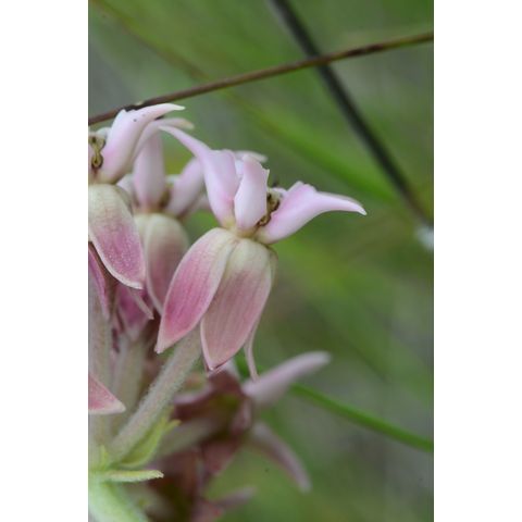 Asclepias syriaca