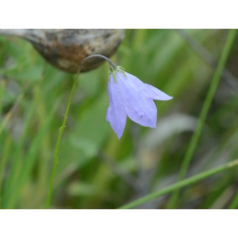 Campanula rotundifolia