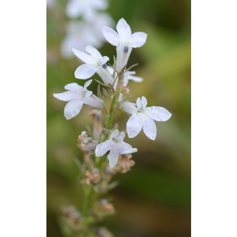 Lobelia spicata