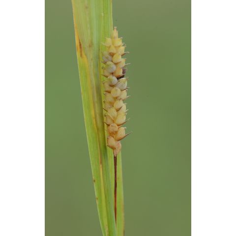 Carex granularis