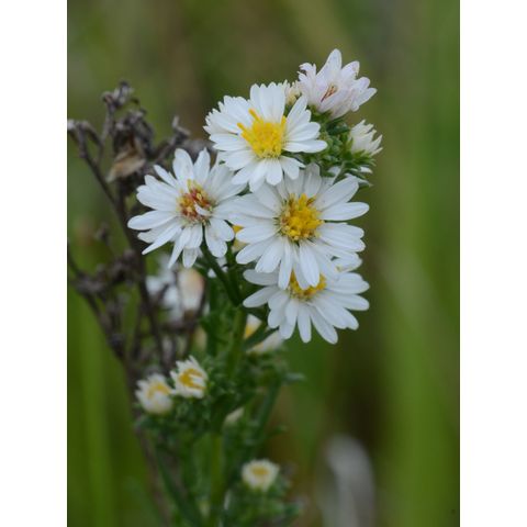 Symphyotrichum ericoides