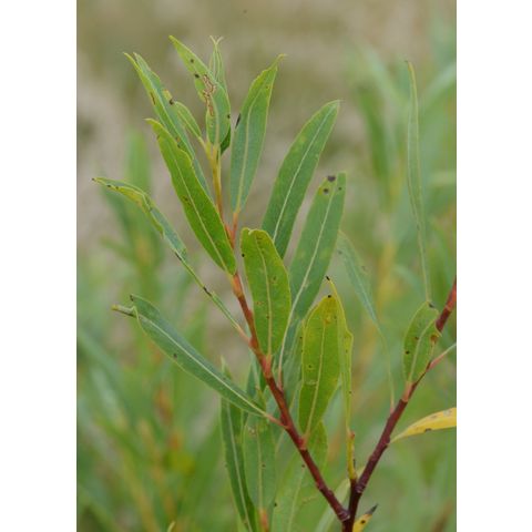 Salix petiolaris