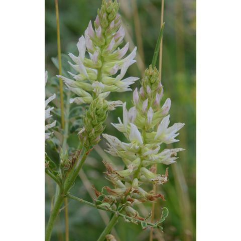 Glycyrrhiza lepidota