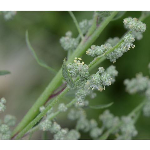 Chenopodium berlandieri