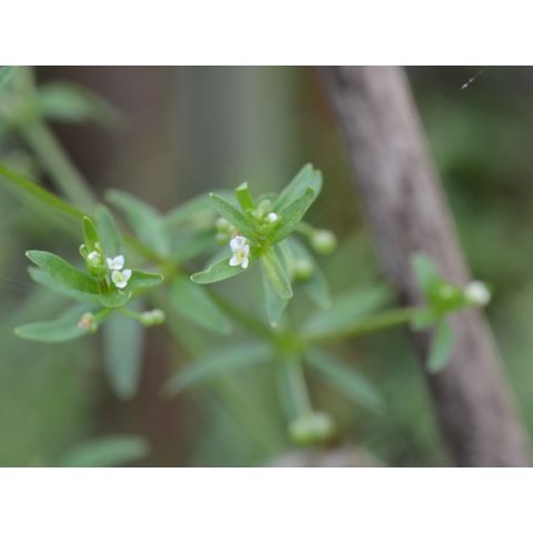 Galium labradoricum