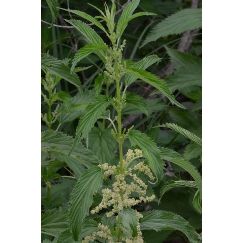 Urtica dioica