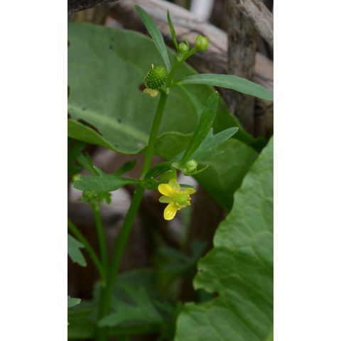 Ranunculus sceleratus