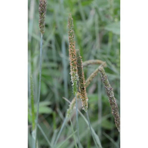 Alopecurus pratensis