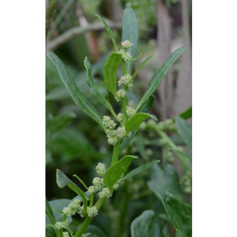 Chenopodium rubrum