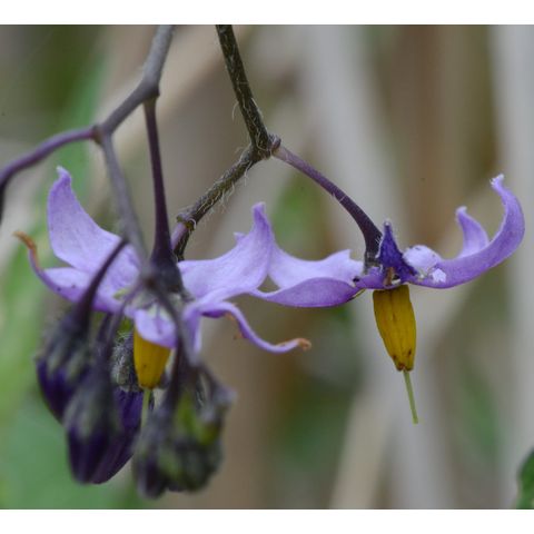 Solanum dulcamara
