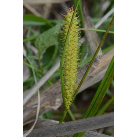 Carex utriculata