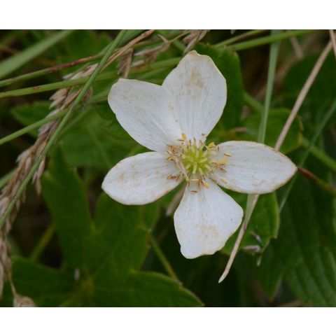 Anemone canadensis