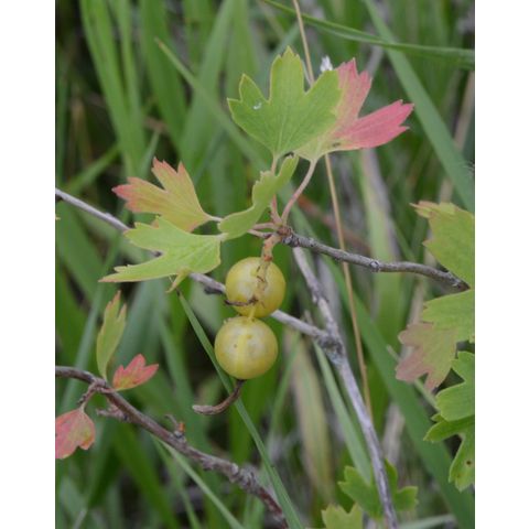 Ribes aureum