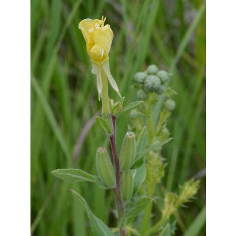 Oenothera villosa