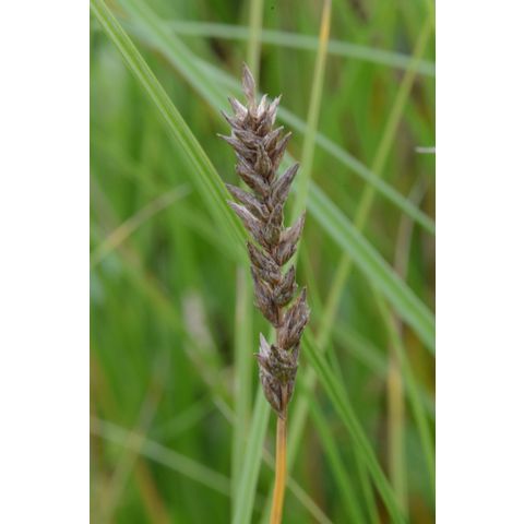 Carex praegracilis