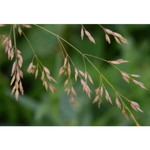 Poa palustris