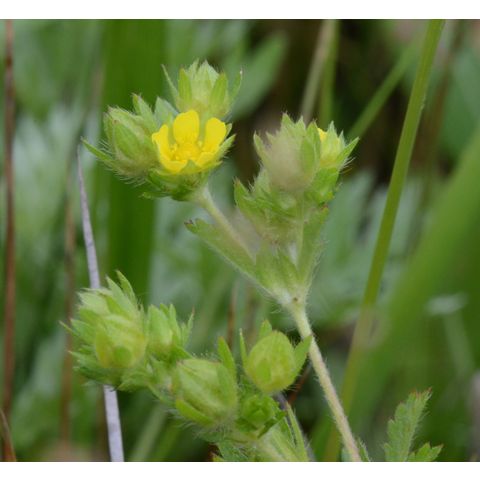 Potentilla norvegica