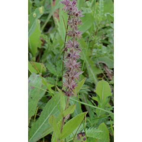 Stachys palustris