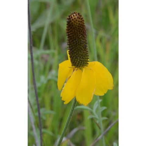 Ratibida columnifera