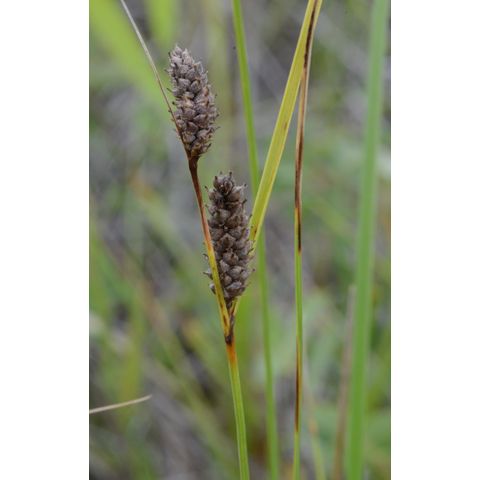 Carex pellita
